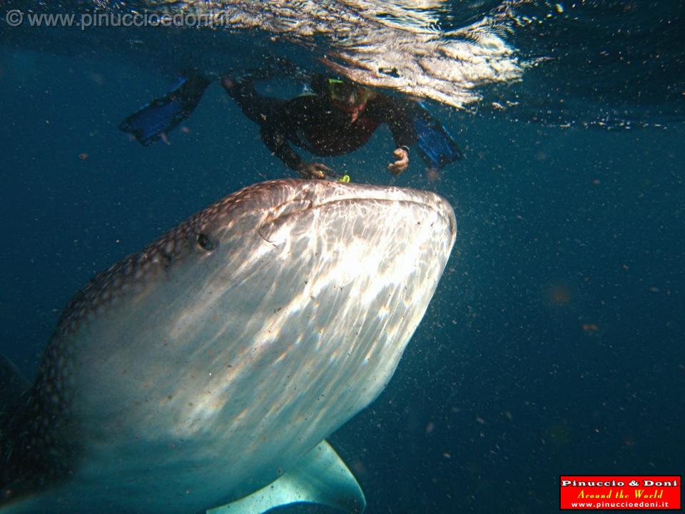 Djibouti - Whale Shark in the Gulf of Aden - 09.jpg